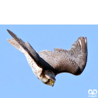 گونه لاچین Lanner Falcon